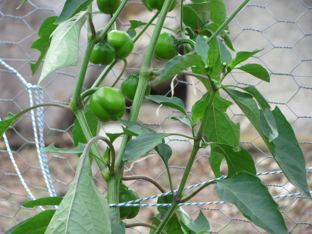 Capsicums Jan 2013