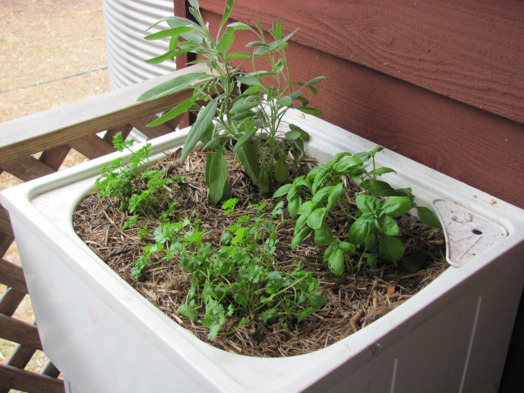 Herbs in a Tub Jan 2013