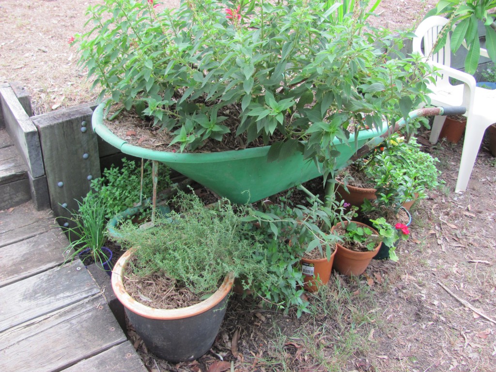 Potted Plants (1) Jan 2013