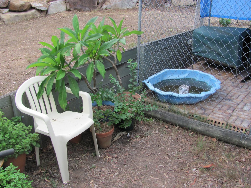 Potted Plants (2) Jan 2013