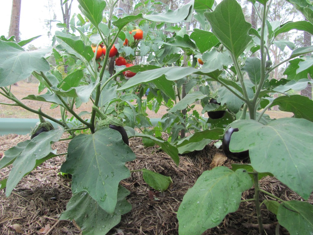 Tomatoes and Eggplants Jan 2013