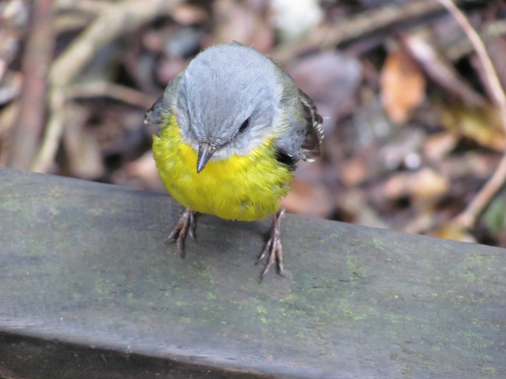 Photo of bird